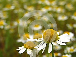 Chamomile flowers. Bokeh. Close-up