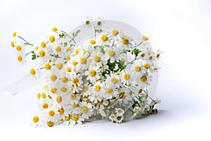 Chamomile flowers bouquet on white background