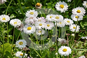 Chamomile flowers. camomile, daisy wheel, daisy chain, chamomel