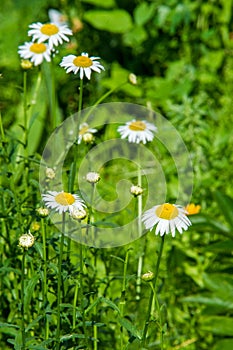 Chamomile flowers. camomile, daisy wheel, daisy chain, chamomel. An aromatic European plant, with white and yellow daisy like photo