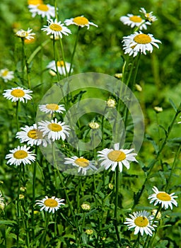 Chamomile flowers. camomile, daisy wheel, daisy chain, chamomel. An aromatic European plant, with white and yellow daisy like