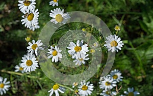 Chamomile flowers. camomile, daisy wheel, daisy chain, chamomel. An aromatic European plant, with white and yellow daisy like