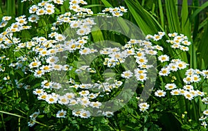 Chamomile flowers. camomile, daisy wheel, daisy chain, chamomel. An aromatic European plant, with white and yellow daisy like