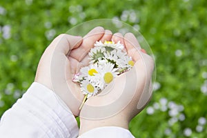 Chamomile flowers in children's hands