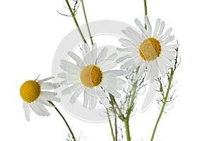 Chamomile flowers close up