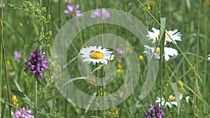 Chamomile flowers close up