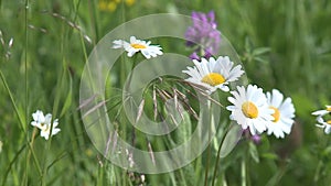 Chamomile flowers close up