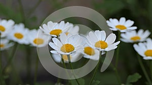 Chamomile flowers close up. White daisy flowers. Nature background flower fields, wild flower meadow, botany and biology