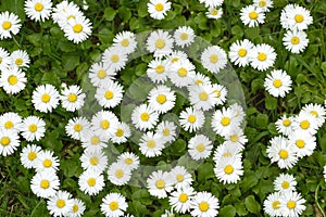 Chamomile flowers closeup