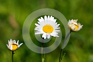 Chamomile flowers. Closeup. On a green background