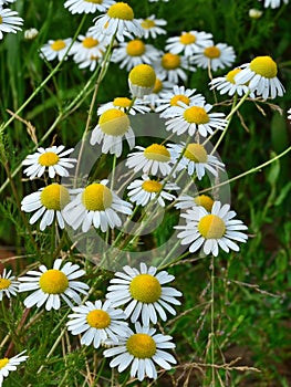 Chamomile flowers field