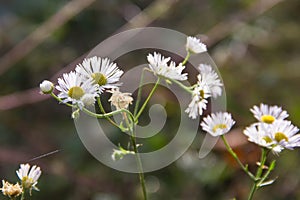 Chamomile flowers field background. Summer white daisy flowers field