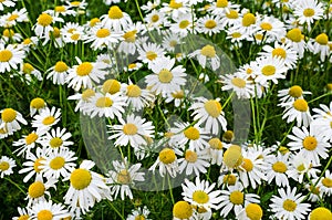 Chamomile flowers field. Beautiful blooming medical roman chamomiles. Herbal medicine, aromatherapy concept.