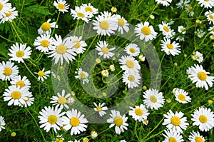 Chamomile flowers field. Beautiful blooming medical roman chamomiles. Herbal medicine, aromatherapy concept. Selective focus