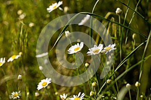 Chamomile flowers field close up with sun flares