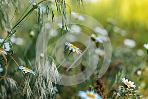 Chamomile flowers field close up with sun flares