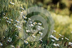 Chamomile flowers field close up with sun flares