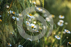 Chamomile flowers field close up with sun flares