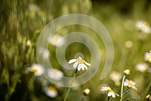 Chamomile flowers field close up with sun flares