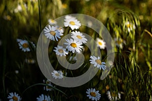 Chamomile flowers field close up with sun flares