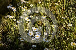 Chamomile flowers field close up with sun flares