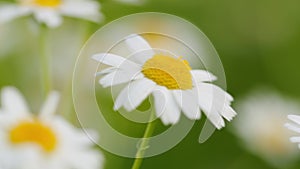 Chamomile flowers field. Extracts of scented mayweed have been used in pharmaceutical. Pharmaceutical camomile