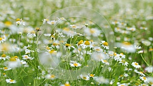 Chamomile flowers field. Extracts of scented mayweed have been used in pharmaceutical. Pharmaceutical camomile