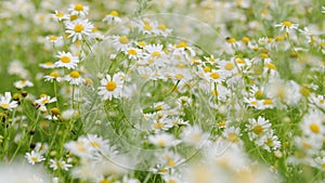 Chamomile flowers field. Extracts of scented mayweed have been used in pharmaceutical. Pharmaceutical camomile