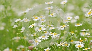 Chamomile flowers field. Extracts of scented mayweed have been used in pharmaceutical. Pharmaceutical camomile