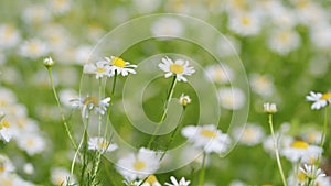 Chamomile flowers field. Extracts of scented mayweed have been used in pharmaceutical. Pharmaceutical camomile