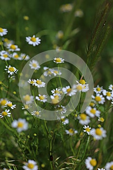 White-yellow chamomile flower heads