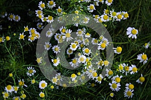 chamomile flowers on a field. shallow depth of field. low key photo. chamomile flowers background. Blooming chamomile field