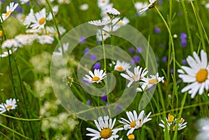 Chamomile flowers on the field. Wild herbs. Chamomile in a natural environment. Various wild flowers. Green stems and leaves.