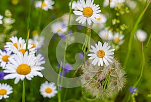 Chamomile flowers on the field. Wild herbs. Chamomile in a natural environment. Various wild flowers. Green stems and leaves.