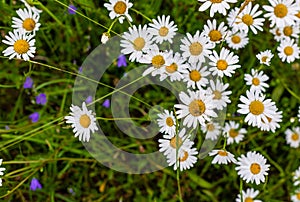 Chamomile flowers on the field. Wild herbs. Chamomile in a natural environment. Various wild flowers. Green stems and leaves.