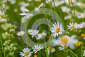 Chamomile flowers on the field. Wild herbs. Chamomile in a natural environment. Various wild flowers. Green stems and leaves.