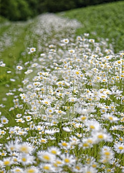 Chamomile flowers fill summer field in Panshanger