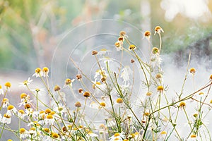 Chamomile flowers on foggy morning. Smoke from fire consumes stems and petals