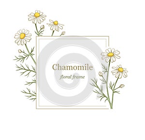 Chamomile flowers frame, line art drawing. Daisy wild flowers in gentle pastel colors. Floral vector rectangular border frame