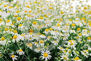 Chamomile flowers in the garden. Useful herbs and flowers. Flowerbed with wildflowers in a natural style. Piet Oudolf