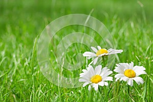 Chamomile flowers on grass field