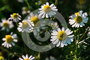 Chamomile flowers in green grass close up. Blooming meadow in summertime.