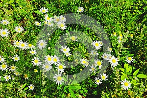 Chamomile flowers in the green grass in the field