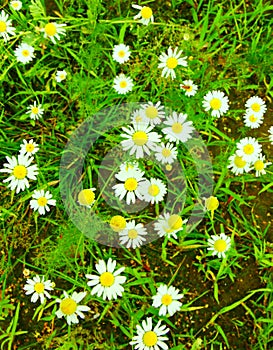 Chamomile flowers in the green grass in the field