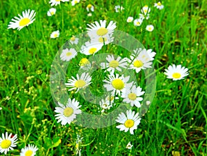 Chamomile flowers in the green grass in the field