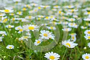 Chamomile flowers and green grass. Natural background