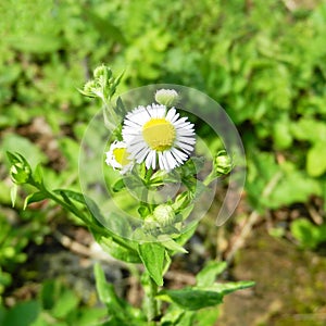Chamomile flowers in the green grass. White daisies on sunny meadow, spring season background