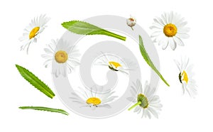 Chamomile flowers and green leaves isolated on white background. Collection of beautiful chamomile flowers, summer sunny flower.