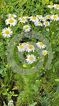 Chamomile flowers green leaves. Medicinal herbs. Nature background