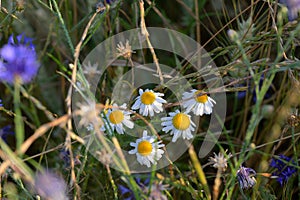 Chamomile flowers growing wild in a field